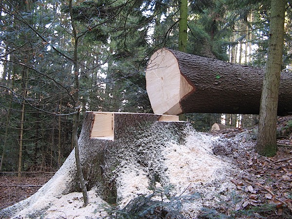 Baumstamm kippt um